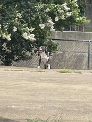 Found/Stray Unknown Dog last seen Watauga Rd between Saramac and Whitley Rd, Watauga, TX 76148