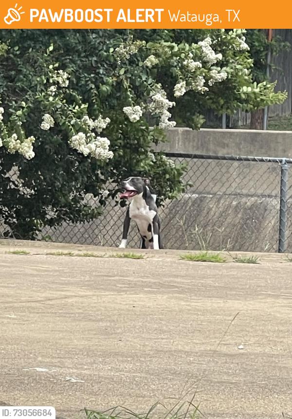 Found/Stray Unknown Dog last seen Watauga Rd between Saramac and Whitley Rd, Watauga, TX 76148