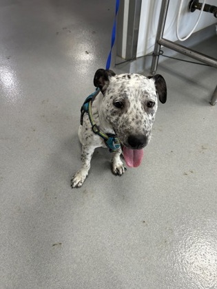 Shelter Stray Female Dog last seen Near Bomar Ave, Central District, TX, 355 Hillshire Dr, Haslet, TX 76052, USA