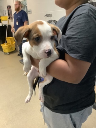 Shelter Stray Male Dog last seen Near W Pafford, Central District, TX, 355 Hillshire Dr, Haslet, TX 76052, USA