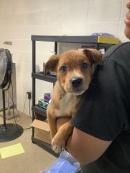 Shelter Stray Female Dog last seen Near W Pafford, Central District, TX, 355 Hillshire Dr, Haslet, TX 76052, USA