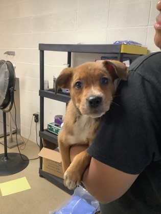 Shelter Stray Female Dog last seen Near W Pafford, Central District, TX, 355 Hillshire Dr, Haslet, TX 76052, USA