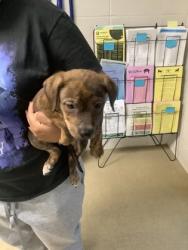 Shelter Stray Female Dog last seen Near W Pafford, Central District, TX, 355 Hillshire Dr, Haslet, TX 76052, USA
