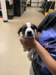 Shelter Stray Male Dog last seen Near W Pafford, Central District, TX, 355 Hillshire Dr, Haslet, TX 76052, USA