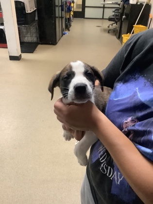 Shelter Stray Male Dog last seen Near W Pafford, Central District, TX, 355 Hillshire Dr, Haslet, TX 76052, USA