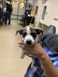 Shelter Stray Female Dog last seen Near W Pafford, Central District, TX, 355 Hillshire Dr, Haslet, TX 76052, USA