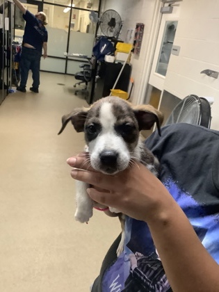 Shelter Stray Female Dog last seen Near W Pafford, Central District, TX, 355 Hillshire Dr, Haslet, TX 76052, USA