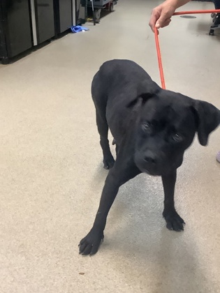 Shelter Stray Female Dog last seen Near WILBARGER ST, East District, TX, 355 Hillshire Dr, Haslet, TX 76052, USA