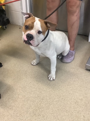 Shelter Stray Female Dog last seen Near WILBARGER ST, East District, TX, 355 Hillshire Dr, Haslet, TX 76052, USA
