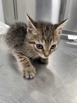 Shelter Stray Male Cat last seen Near FM 1516, Zone 4, TX, 8755 Farm to Market 1516, Converse, TX 78109, USA