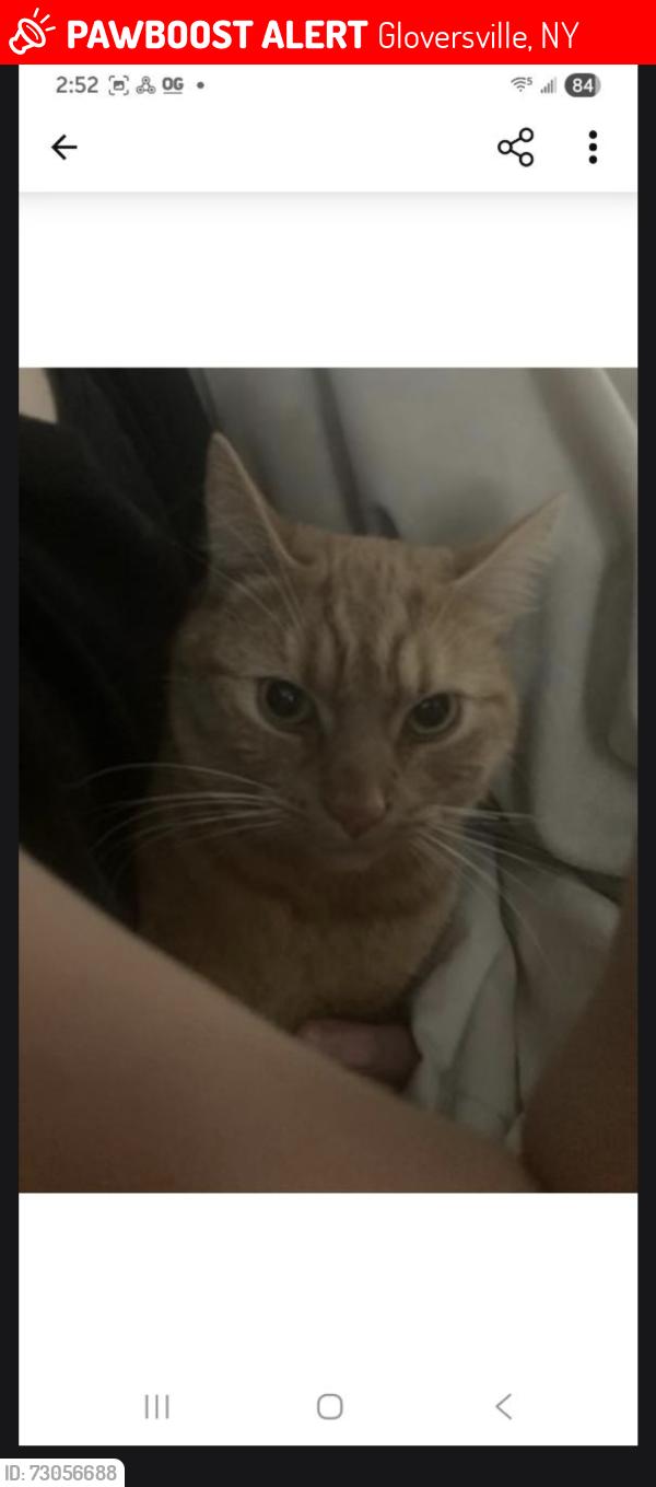 Lost Male Cat last seen Highway 155 gloversville ny, Gloversville, NY 12095
