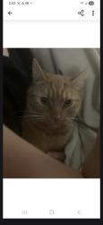 Lost Male Cat last seen Highway 155 gloversville ny, Gloversville, NY 12095