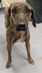 Shelter Stray Female Dog last seen Near George Avenue (ACO-AM), Highland Meadows, , 1209 NM-314, Los Lunas, NM 87031, USA