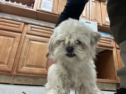 Shelter Stray Male Dog last seen Near Clinton Hwy, City of Knoxville ASO, TN, 3201 Division St, Knoxville, TN 37919, USA