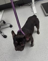 Shelter Stray Female Dog last seen Skyline and Keller, Oakland, CA, 1101 29th Ave, Oakland, CA 94601, USA