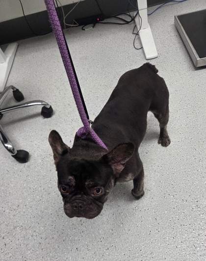 Shelter Stray Female Dog last seen Skyline and Keller, Oakland, CA, 1101 29th Ave, Oakland, CA 94601, USA