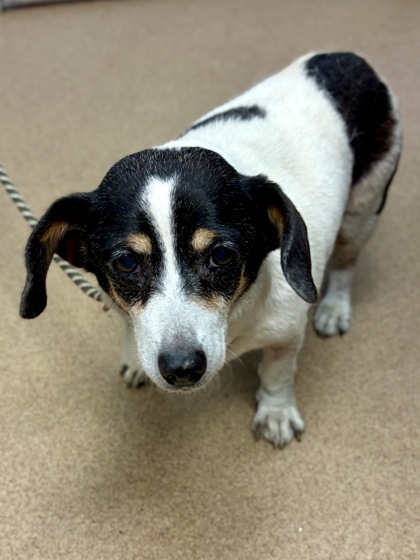 Shelter Stray Female Dog last seen Near Panola Rd, 30038, GA, 3280 Chamblee Dunwoody Rd, Chamblee, GA 30341, USA
