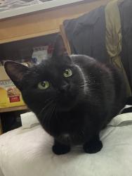 Lost Female Cat last seen Washington and Comanche, Albuquerque, NM 87110