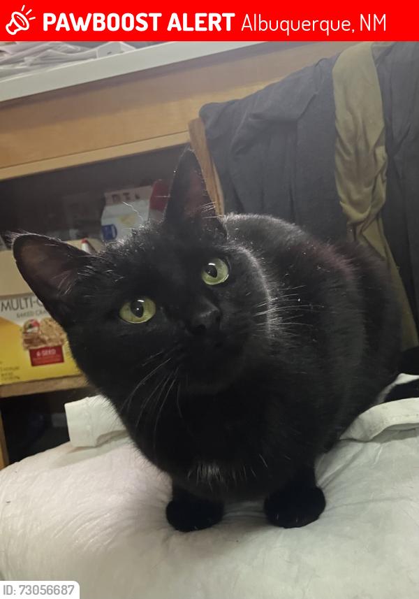 Lost Female Cat last seen Washington and Comanche, Albuquerque, NM 87110