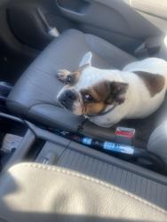Reunited Unknown Dog last seen Rhodine @ Balm Riverview rd.  , Riverview, FL 33569