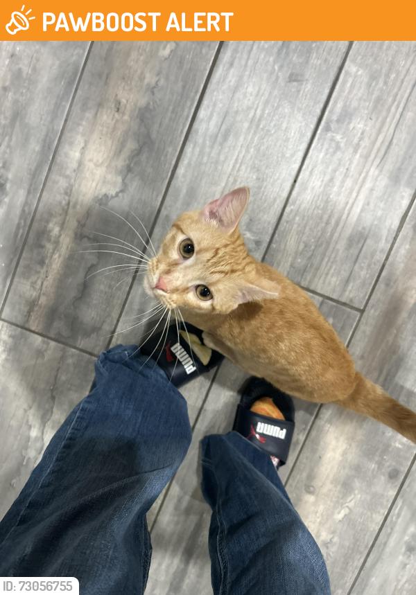 Found/Stray Male Cat last seen Meadows at MacArthur Park Neighborhood, Oklahoma County, OK 73012