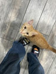 Found/Stray Male Cat last seen Meadows at MacArthur Park Neighborhood, Oklahoma County, OK 73012
