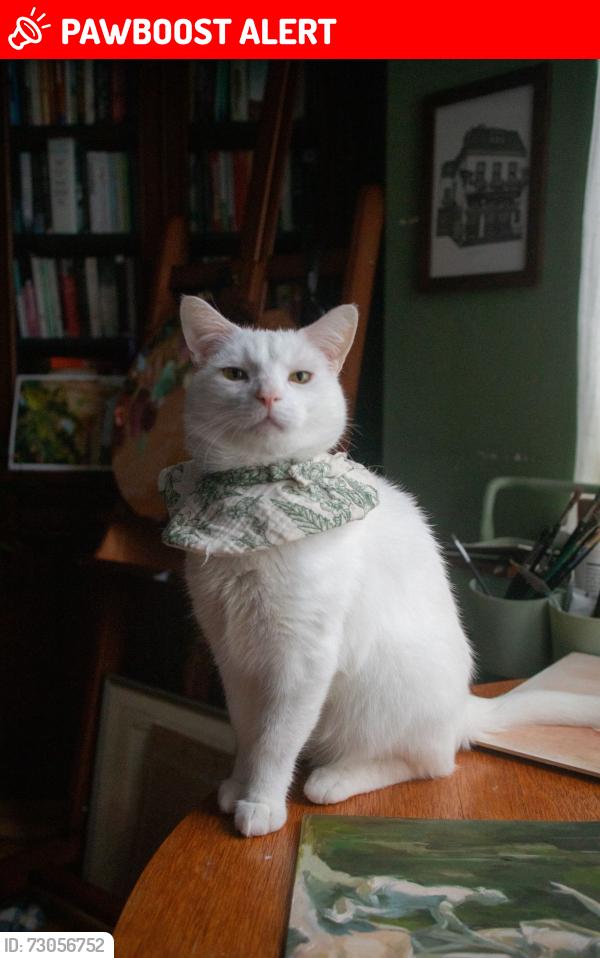 Lost Male Cat last seen In our Garden on Burrage Road, Woolwich SE18 7LA , Greater London, England SE18