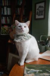 Lost Male Cat last seen In our Garden on Burrage Road, Woolwich SE18 7LA , Greater London, England SE18