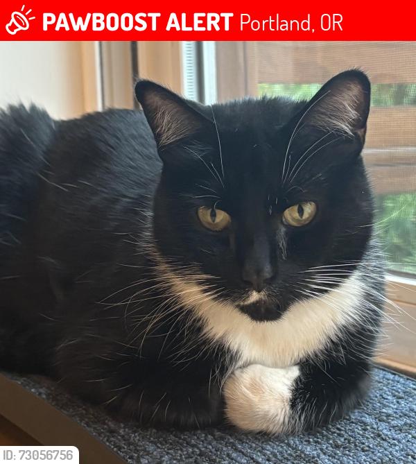 Lost Male Cat last seen SW Hillside Drive 97221, Portland, OR 97201