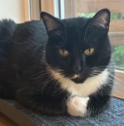 Lost Male Cat last seen SW Hillside Drive 97221, Portland, OR 97201