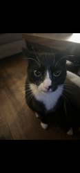Lost Male Cat last seen Jacobsen blvd & cascade trail , Bremerton, WA 98310