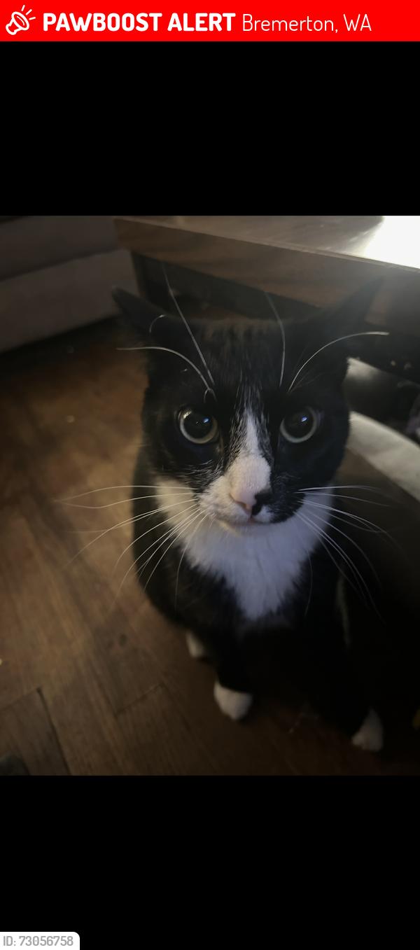 Lost Male Cat last seen Jacobsen blvd & cascade trail , Bremerton, WA 98310