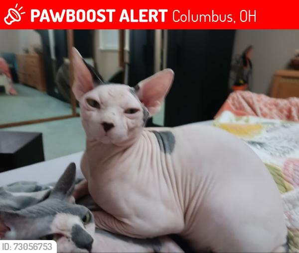 Lost Male Cat last seen EN BROADWAY AND REIS AVE, Columbus, OH 43224