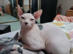 Lost Male Cat last seen EN BROADWAY AND REIS AVE, Columbus, OH 43224