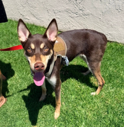 Found/Stray Female Dog last seen Near W Cerritos Ave, Los Alamitos, CA 90720, Los Alamitos, CA 90720