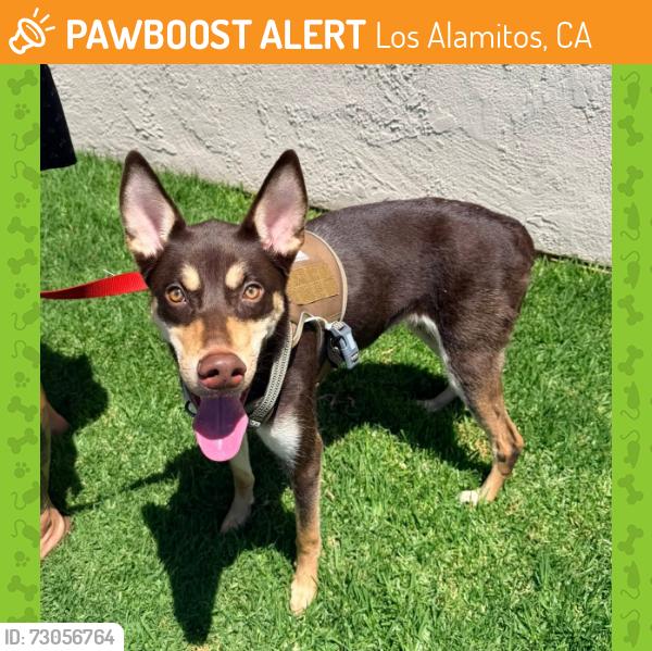 Found/Stray Female Dog last seen Near W Cerritos Ave, Los Alamitos, CA 90720, Los Alamitos, CA 90720