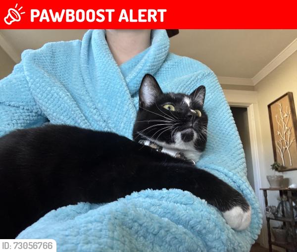 Lost Female Cat last seen Baseline and Carnelian, Rancho Cucamonga, CA 91701