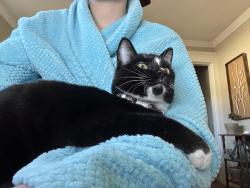 Lost Female Cat last seen Baseline and Carnelian, Rancho Cucamonga, CA 91701