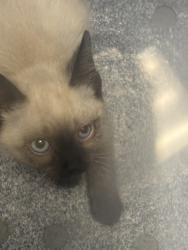 Shelter Stray Male Cat last seen Near S 4520 W, Kearns Township, UT, 84118, 511 W 3900 S, Salt Lake City, UT 84123, USA