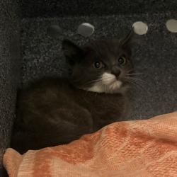 Shelter Stray Male Cat last seen Near S 4520 W, Kearns Township, UT, 84118, 511 W 3900 S, Salt Lake City, UT 84123, USA