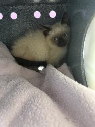 Shelter Stray Male Cat last seen Near S 4520 W, Kearns Township, UT, 84118, 511 W 3900 S, Salt Lake City, UT 84123, USA