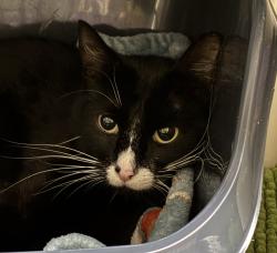 Shelter Stray Female Cat last seen NE 80th ave and NE Flanders, OR, 1700 W Historic Columbia River Hwy, Troutdale, OR 97060, USA