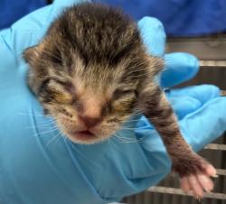 Shelter Stray Female Cat last seen NE 80th and NE Flanders, OR, 1700 W Historic Columbia River Hwy, Troutdale, OR 97060, USA