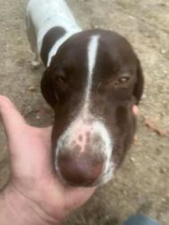 Lost Male Dog last seen Dutton and Kane, Livingston County, MI 48137