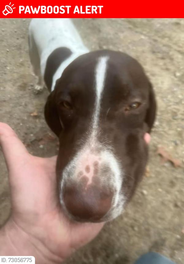 Lost Male Dog last seen Dutton and Kane, Livingston County, MI 48137