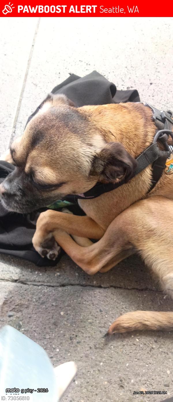 Lost Unknown Dog last seen Harbveiw , Seattle, WA 98104