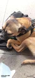 Lost Unknown Dog last seen Harbveiw , Seattle, WA 98104