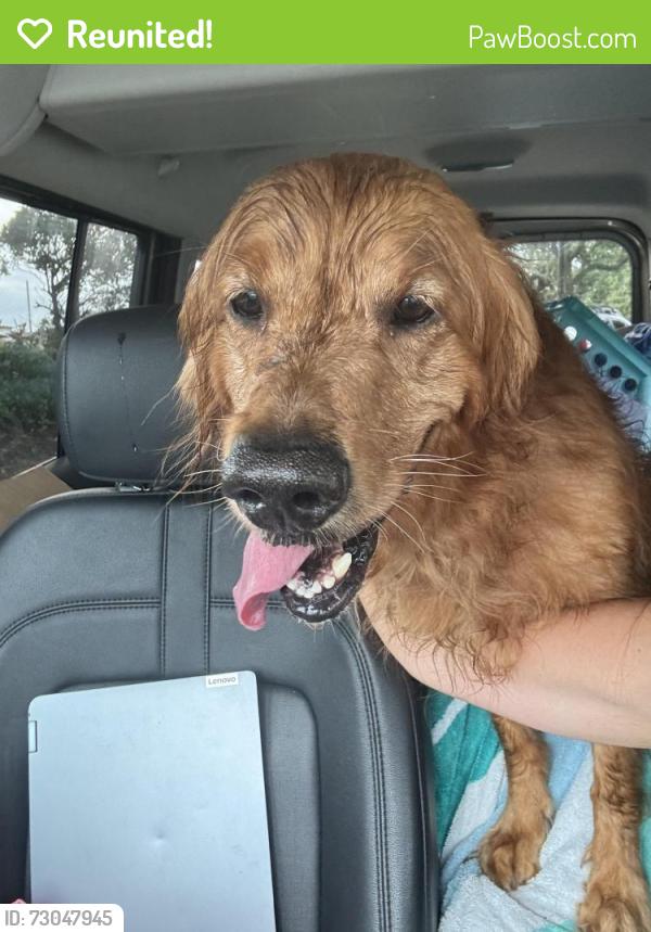 Reunited Female Dog last seen Chevron gas station off us1, Palm Bay, FL 32905