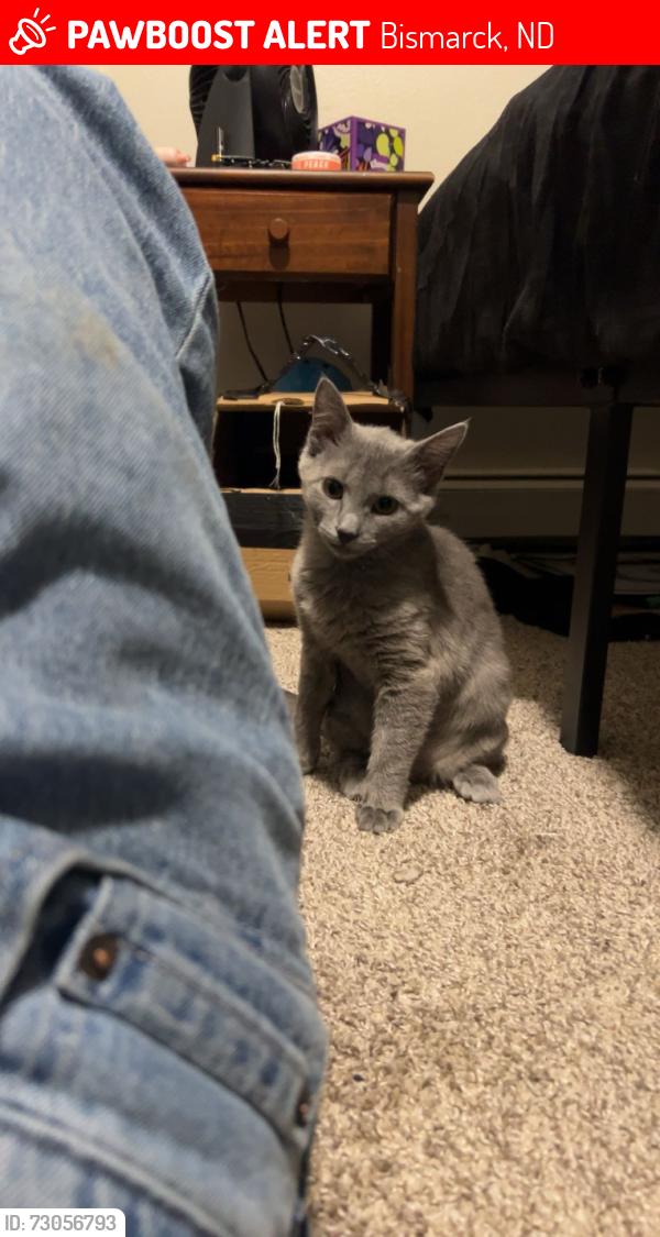 Lost Female Cat last seen W Capitol, W Turnpike and W Divide, Bismarck, ND 58501