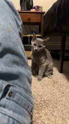 Lost Female Cat last seen W Capitol, W Turnpike and W Divide, Bismarck, ND 58501